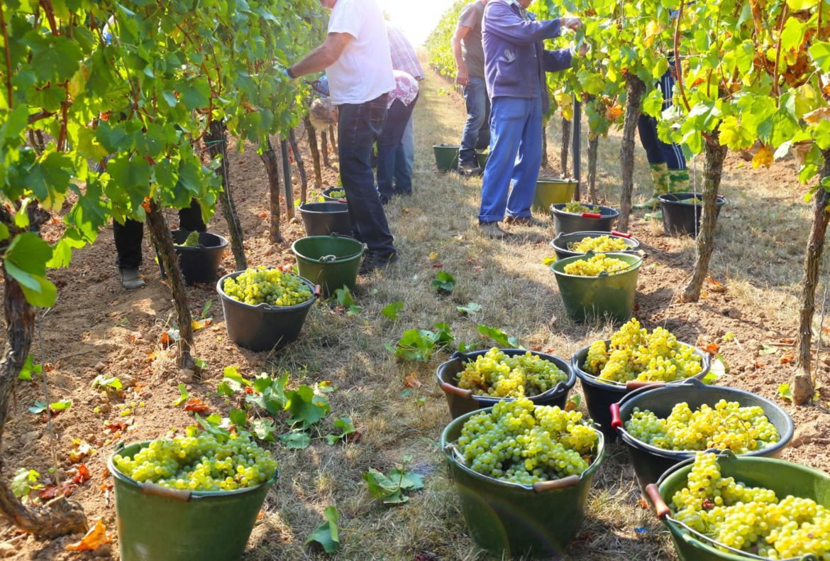 Bourgogne du Sud cultive sa productivité avec le WMS Expansio de KLS