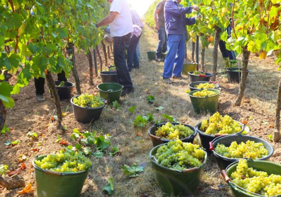 Bourgogne du Sud cultive sa productivité avec le WMS Expansio de KLS